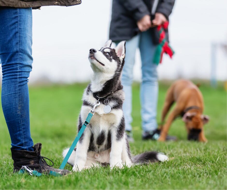 Welpe sitzt enstpannt neben seinen Menschen. im Hintergrund sieht man einen anderen angeleinten Welpen. Welpenschule Stuttgart