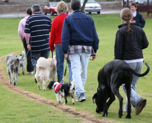 Social Walk in der Hundeschule Stuttgart