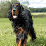 Blog Gordon Setter
