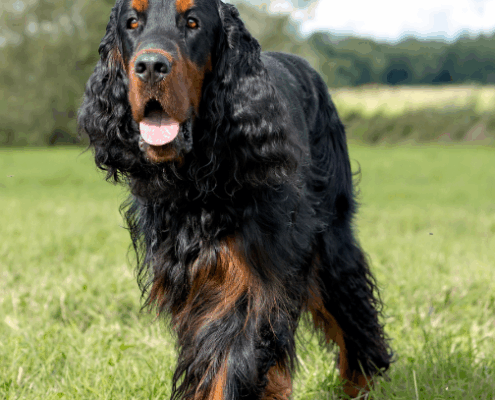 Blog Gordon Setter
