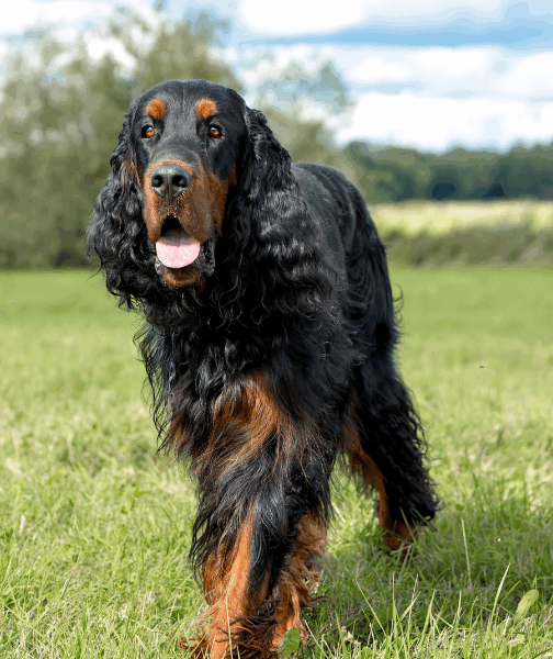 Blog Gordon Setter