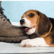 Welpe zerkaut Schuh - wir helfen Dir Hundeschule Stuttgart