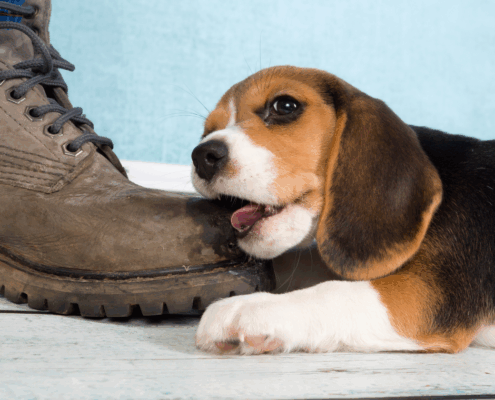 Welpenerziehung leicht gemacht