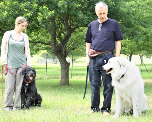 Social Walk= entspannter Hund