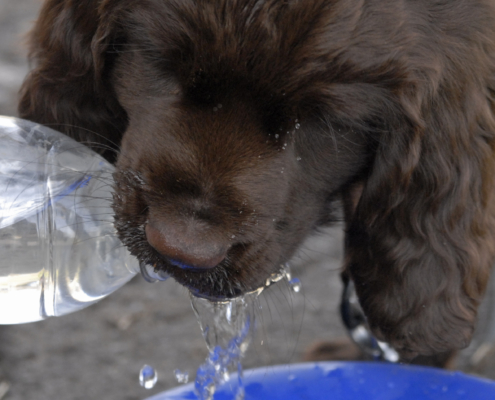 Hund im Sommer- auch im Welpentraining sollte der Hund immer Wasser zur verfügen haben!