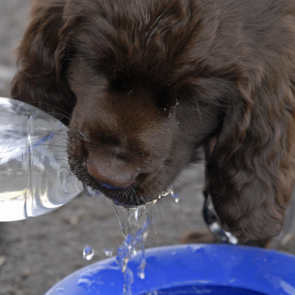 Hund im Sommer- auch im Welpentraining sollte der Hund immer Wasser zur verfügen haben!