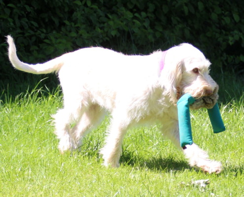 Apportiertraining - Spinone Italiano