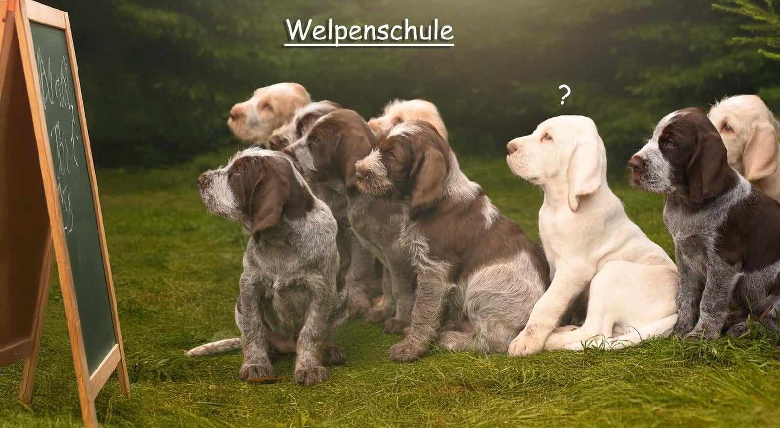 faq Welpengruppe Stuttgart, Welpenschule Stuttgart