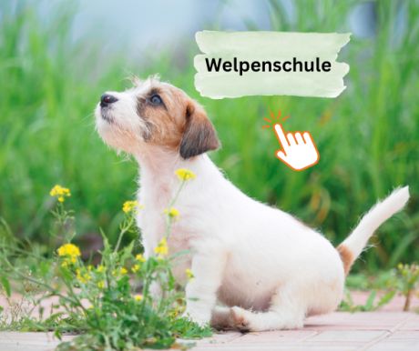 Welpenerziehung leicht gemacht