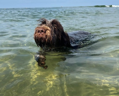 Mit Hund schwimmen in Stuttgart- Jagdhund schwimmt bei sonnigem Wetter im Bodensee