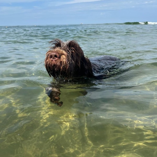 Mit Hund schwimmen in Stuttgart- Jagdhund schwimmt bei sonnigem Wetter im Bodensee