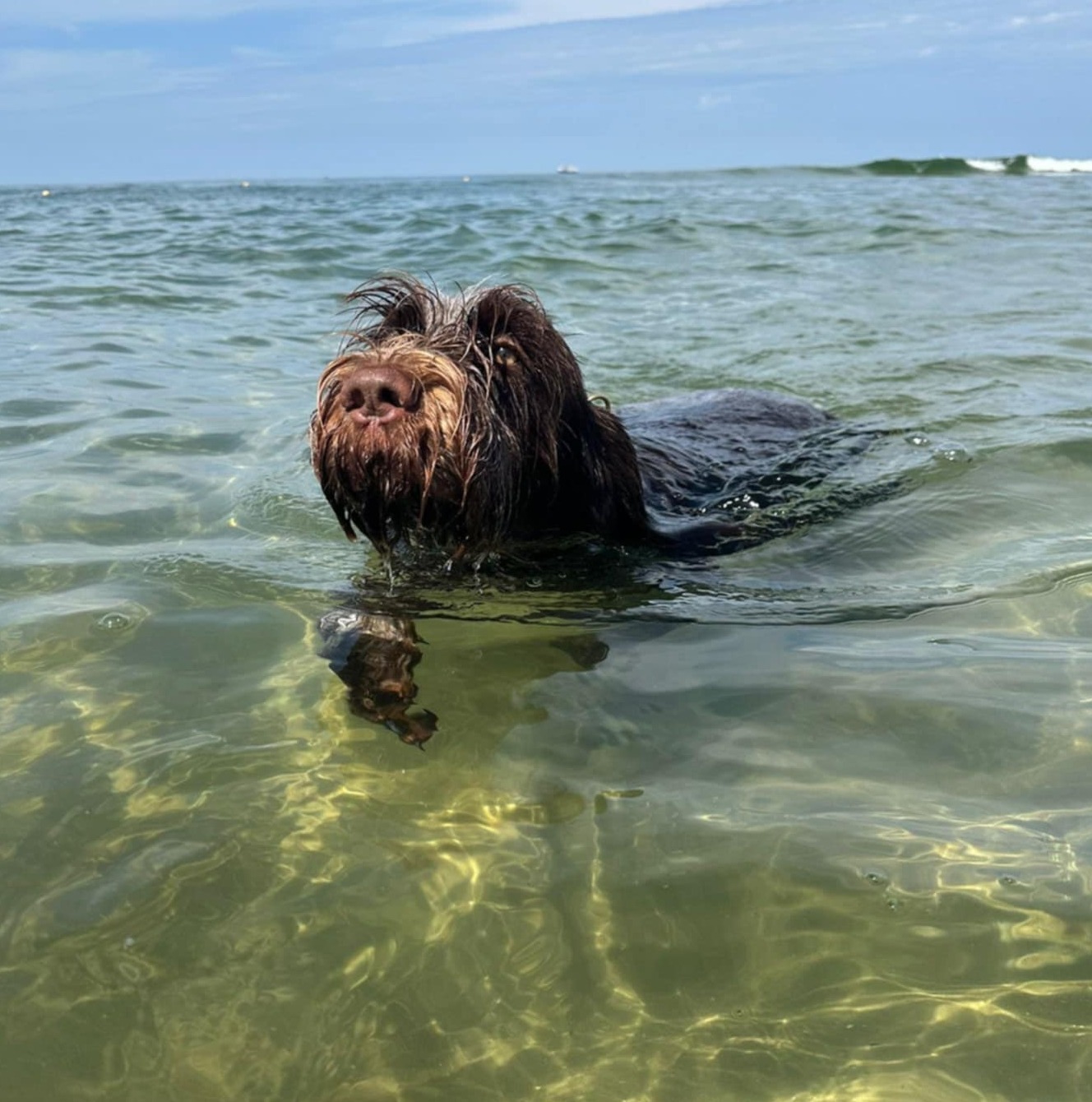 Mit Hund schwimmen in Stuttgart- Jagdhund schwimmt bei sonnigem Wetter im Bodensee