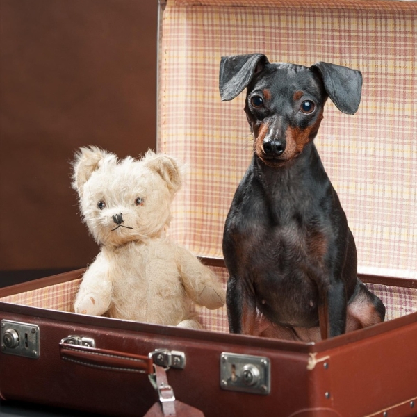 Urlaub mit Hund- 2 Hunde sitzen im gepackten Koffer und freuen sich auf einen tollen Urlaub!