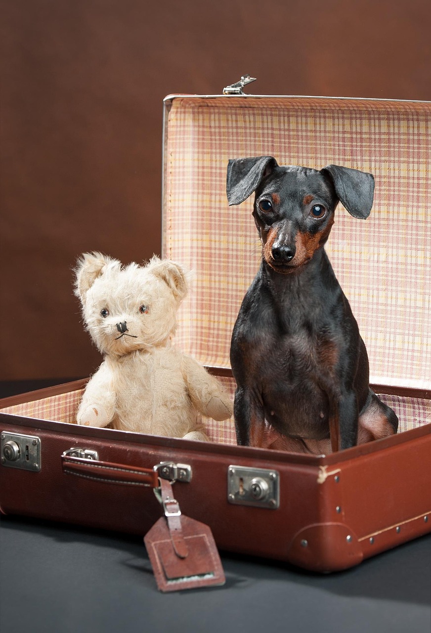 Blog Urlaub mit Hund