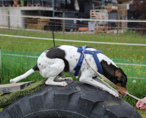 Mobility - Hundeschule Stuttgart