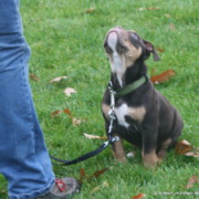 zuverlässiges Sitz-Signal halten-WaldebeneOst