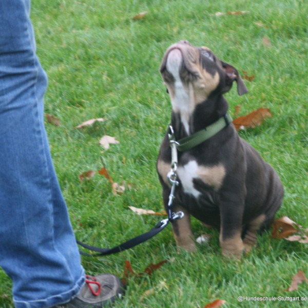zuverlässiges Sitz-Signal halten-WaldebeneOst