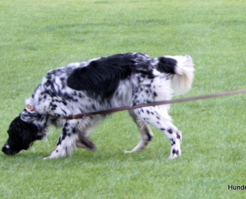 Fährtentraining - Hundeschule Stuttgart
