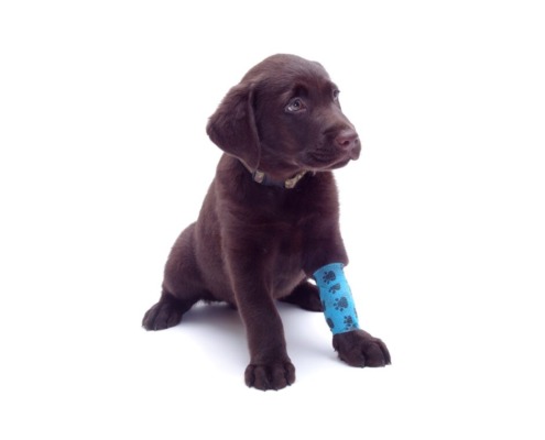 kranker Hund Welpe sitzt mit einem Verband an der Vorderpfote.