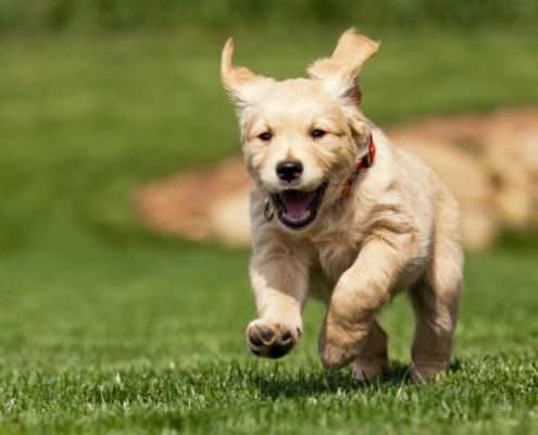 zuverlässiger Rückruf Welpe rennt auf seine Menschen zu- Welpentraining Hundeschule Stuttgart