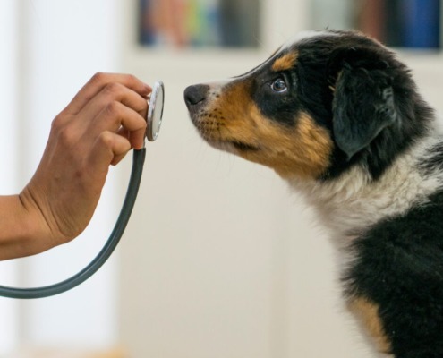 Medical Training- Welpe schnuppert interessiert an Stethoskop des Tierarztes- Welpentraining Hundeschule Stuttgart