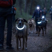 Teilnehmer beim Night Social Walk in Stuttgart trainieren entspanntes Laufen in der Gruppe bei Dunkelheit im Kräherwald