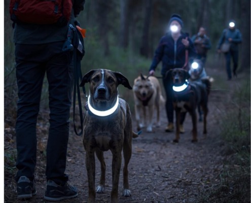 Social Walk in Stuttgart trainieren entspanntes Laufen in der Gruppe bei Dunkelheit im Kräherwald