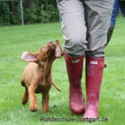Welpentraining an der Waldebene Ost in der Hundeschule Stuttgart