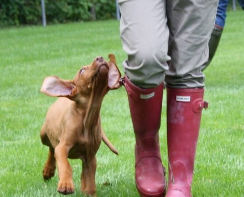 Leinentraining für Welpen. Ungarischer Vizsla-Welpe läuft aufmerksam neben seinem Menschen -Welpentraining an der Waldebene Ost- Trainingsplatz der Hundeschule Stuttgart