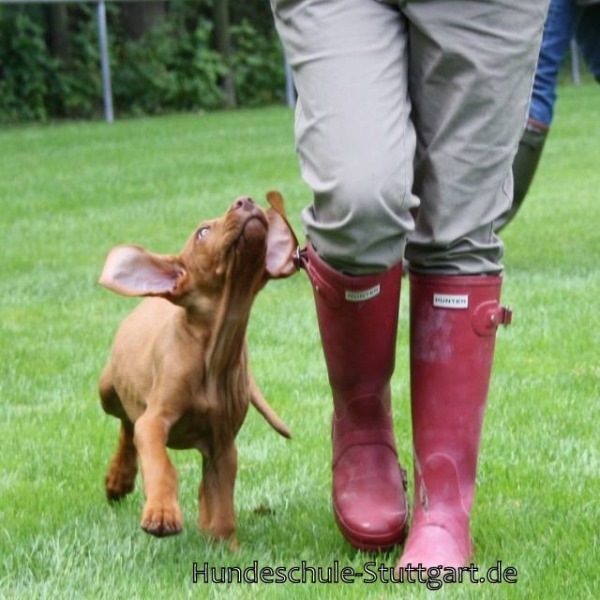 Welpentraining an der Waldebene Ost in der Hundeschule Stuttgart