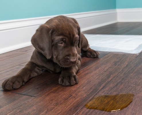 Stubenreinheit - das 1 Ziel beim Einzug des Welpen! der braune Labradorwelpe schaut fast schuldbewusst auf seine Pinkelpfütze
