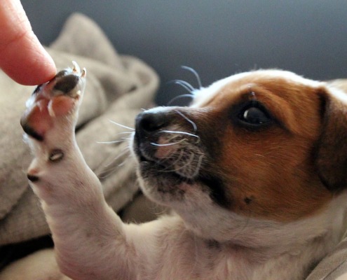 Vertrauensaufbau in den ersten Tagen- unsere Welpen-Checkliste der Hundeschule Stuttgart hilft Dir ruhig und entspannt zu bleiben!