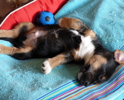 Schlafender Welpe in einem gemütlichen Hundebett – Tipps der Hundeschule Stuttgart. Welpe entspannt alleine daheim.