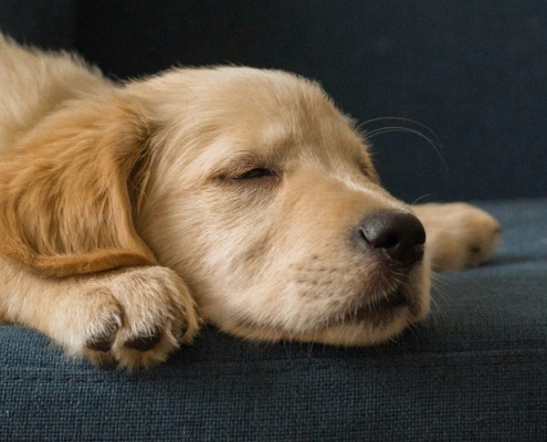 Schlafender Welpe in einem gemütlichen Hundebett – Tipps der Hundeschule Stuttgart.