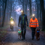 2 Hunde mit LED Leuchthalsbändern zur Sicherheit in der Dämmerung im Kräherwald in Stuttgart