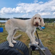 Spinone Italiano beim Mobility Training in Leinfelden-Echterdingen (Nähe Flughafen) der Hundeschule Stuttgart