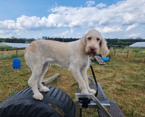 Spinone Italiano beim Mobility Training in Leinfelden-Echterdingen (Nähe Flughafen) der Hundeschule Stuttgart