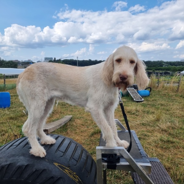 Spinone Italiano beim Mobility Training in Leinfelden-Echterdingen (Nähe Flughafen) der Hundeschule Stuttgart