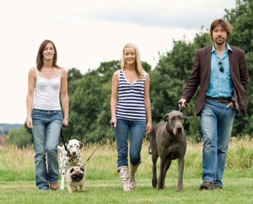 Social Walk im Asemwald der Hundeschule Stuttgart