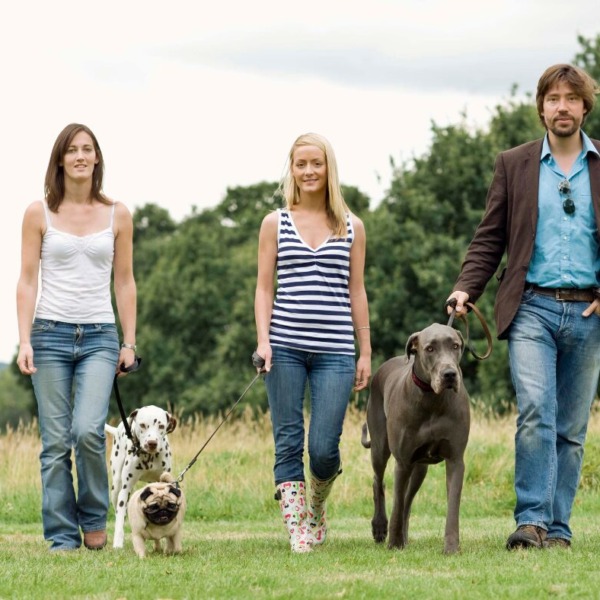 Social Walk im Asemwald der Hundeschule Stuttgart