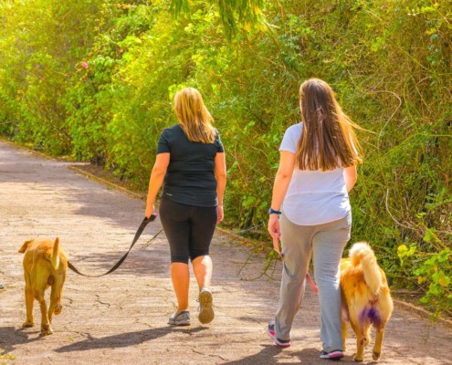 faq Social Walk Hundeschule Stuttgart im Killesberg