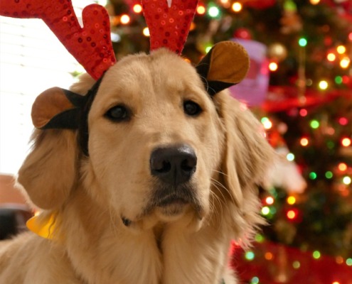 christmas 4700428 1280