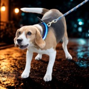 Hund mit blauem LED Leuchthalsband zur Sicherheit in der Dämmerung in Stuttgart City.