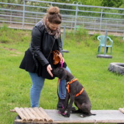 Doggenwelpe bekommt ein Leckerchen von Frauchen während sie enstpannt auf einem Gitterbrett sitzt- Sozialisierung auf Untergrund- Welpenschule Stuttgart- Leinfelden Echterdingen