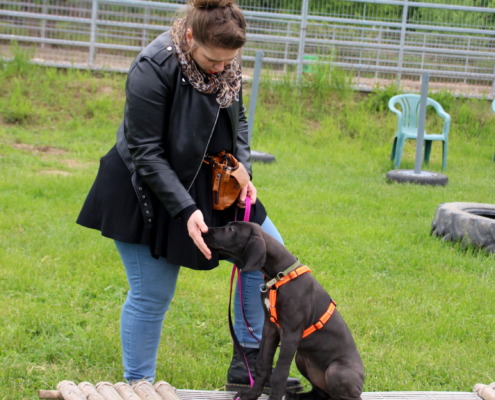 Doggenwelpe bekommt ein Leckerchen von Frauchen während sie enstpannt auf einem Gitterbrett sitzt- Sozialisierung auf Untergrund- Welpenschule Stuttgart- Leinfelden Echterdingen