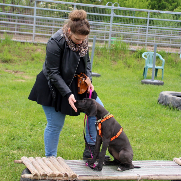 Doggenwelpe bekommt ein Leckerchen von Frauchen während sie enstpannt auf einem Gitterbrett sitzt- Sozialisierung auf Untergrund- Welpenschule Stuttgart- Leinfelden Echterdingen