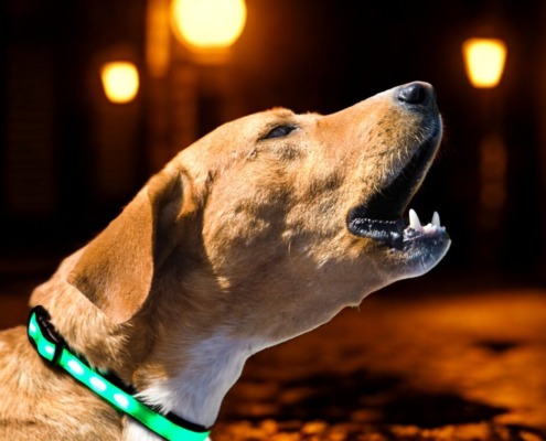 Hund bellt Geister in der Dämmerung an. Hund mit grünem LED Leuchthalsband zur Sicherheit in der Dämmerung in Stuttgart City.