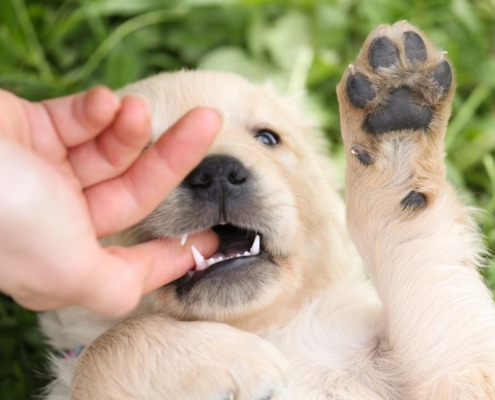 Welpe knabbert am Finger - Beißhemmung-Tipps der Hundeschule Stuttgart