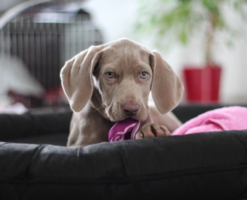 erfolgreiches Deckentraining- Welpe in einem gemütlichen Hundebett – Tipps der Hundeschule Stuttgart.