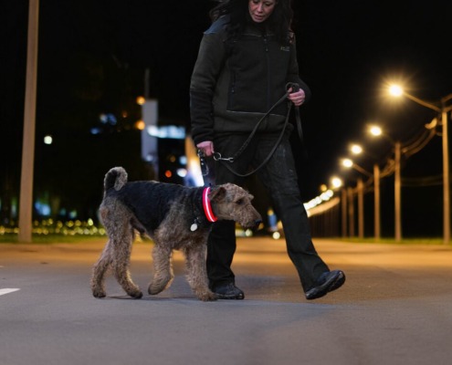 Sinneswahrnehmung eines Hundes bei Nacht -Hund mit rotem LED Leuchthalsband zur Sicherheit in der Dämmerung in Stuttgart City- Schlossgarten